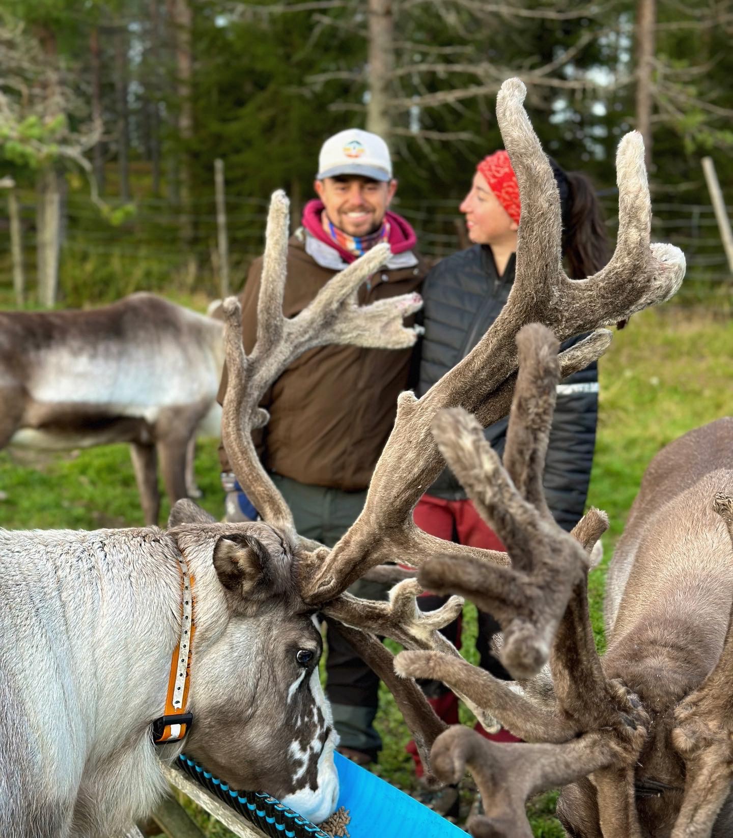 Etape 6: Finlande -1e mission &laquo;&nbsp;les rennes&nbsp;&raquo;