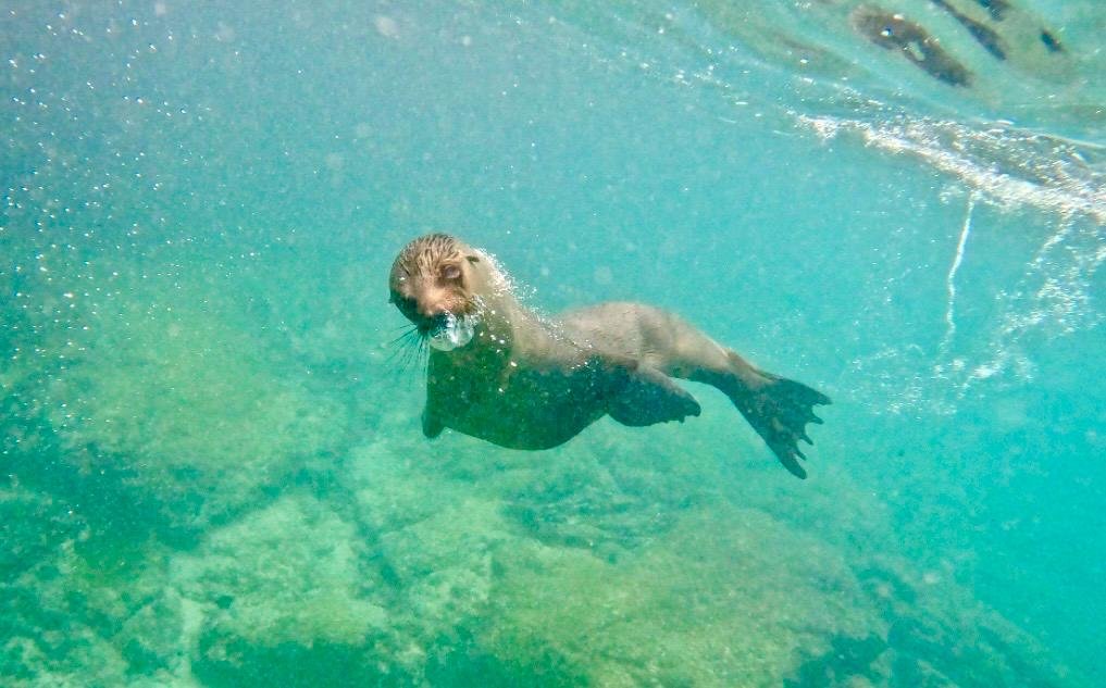 Estelle Ohanian en immersion avec les otaries lors d'une nage d'entraînement aux îles Galápagos