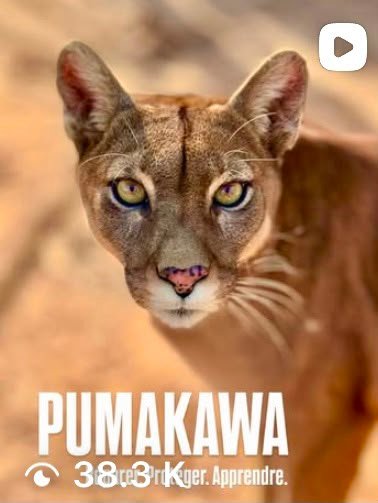 Pumakawa