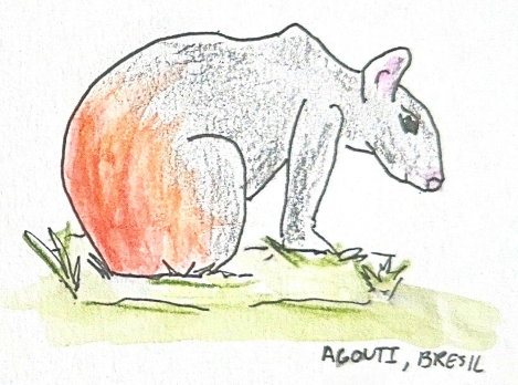 Dessin d’un agouti