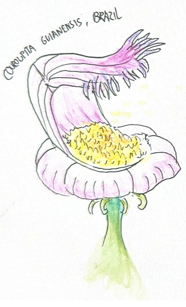 Dessin d’une fleur de Couroupita