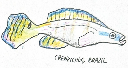 Dessin d’un poisson Crenicichla