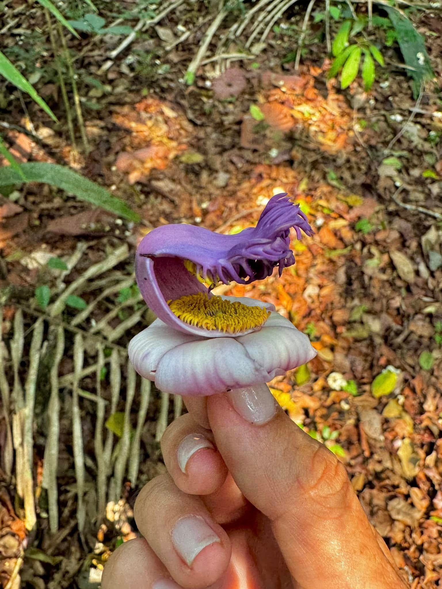 Une fleur de Couroupita guianensis