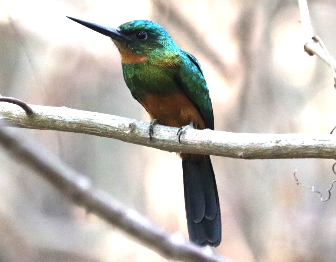 Un jacamar