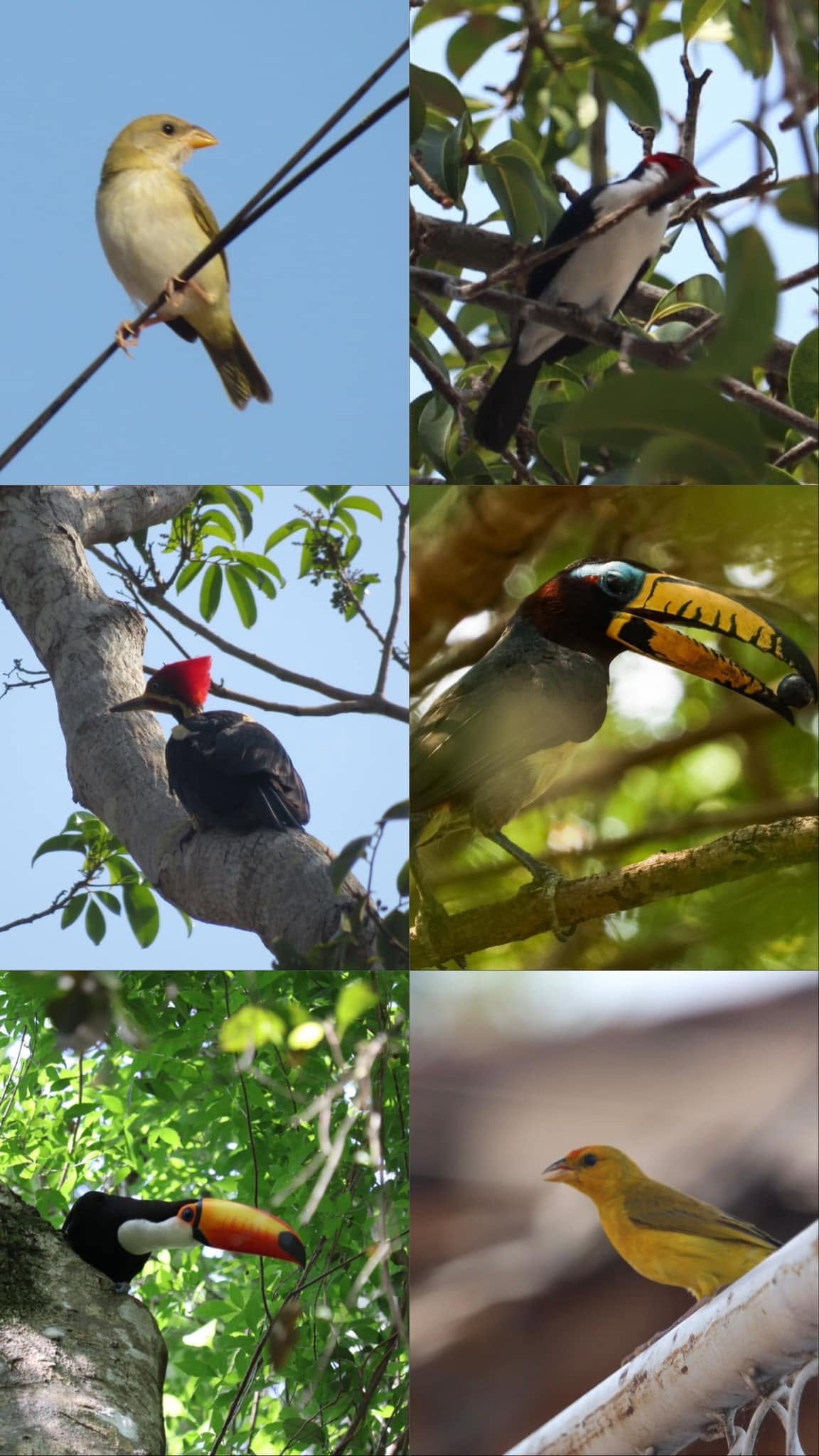 Oiseaux d’Amazonie