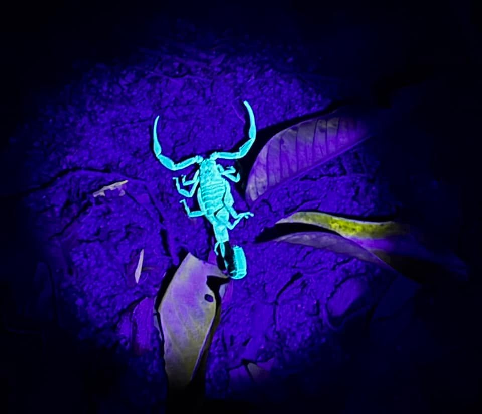 Un scorpion fluorescent sous lampe UV