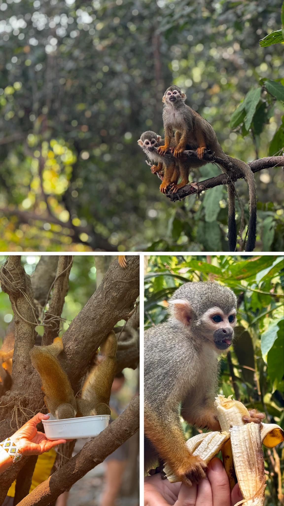 Des singes écureuils
